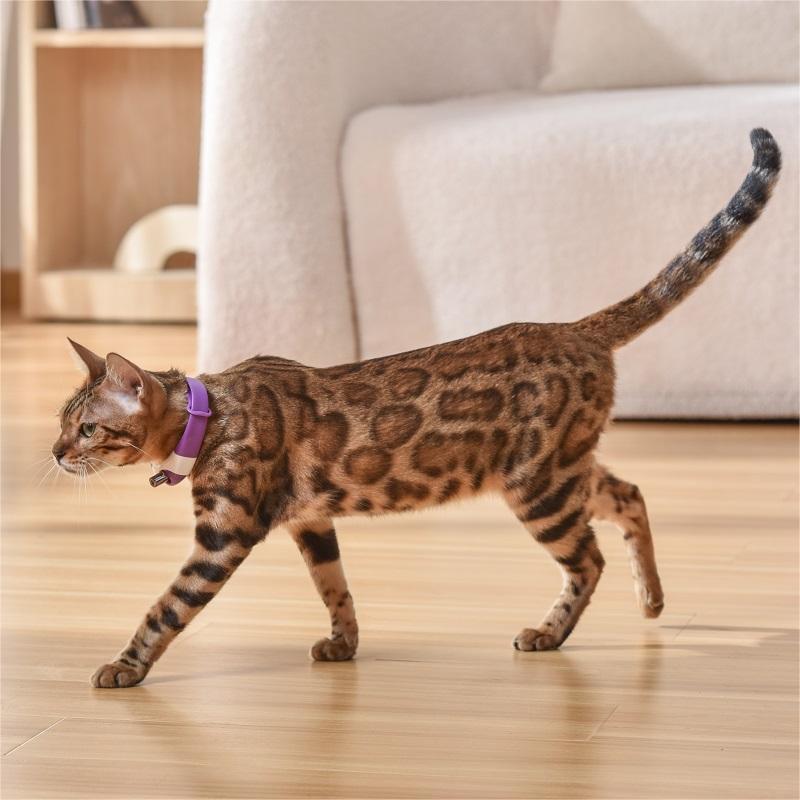 Pet Toy Laser Collar