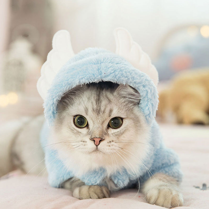 Cat clothes kitten cat cute