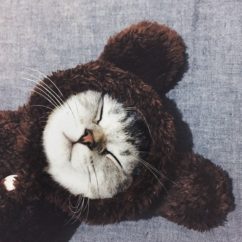 Cat clothes kitten cat cute