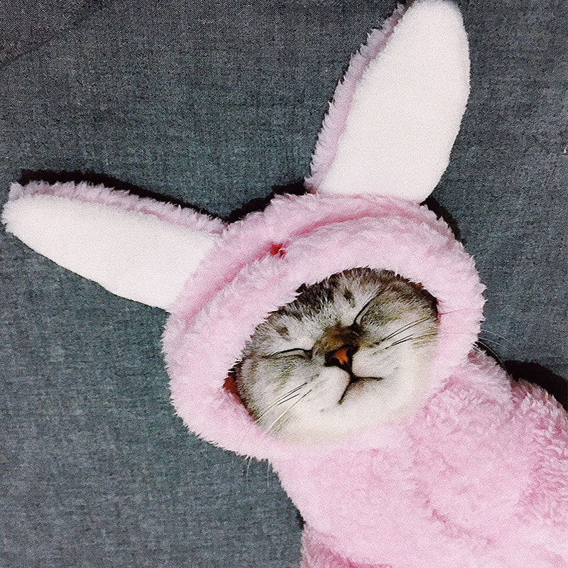 Cat clothes kitten cat cute