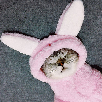 Cat clothes kitten cat cute