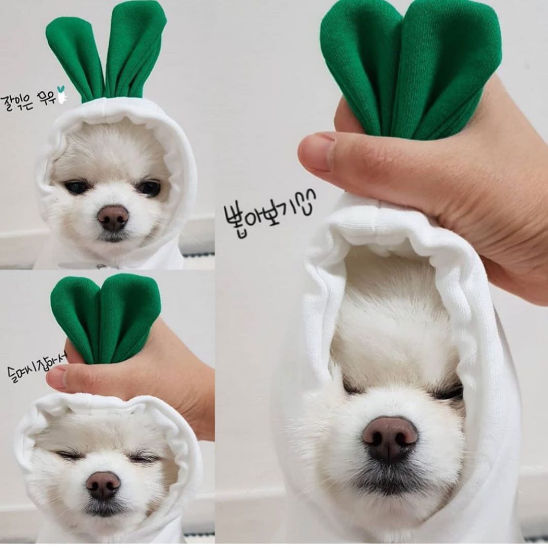 Adorable Autumn/Winter Outfit for Small Pets