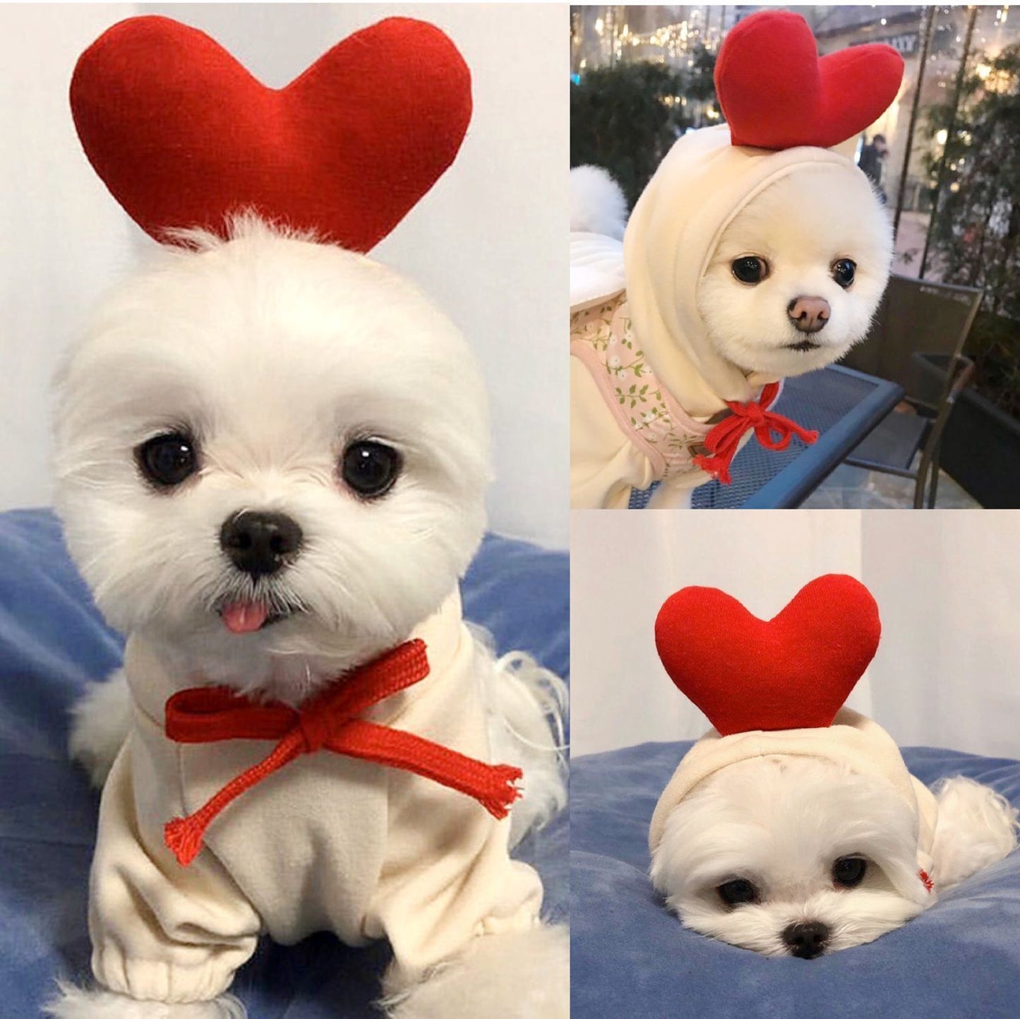 Adorable Autumn/Winter Outfit for Small Pets