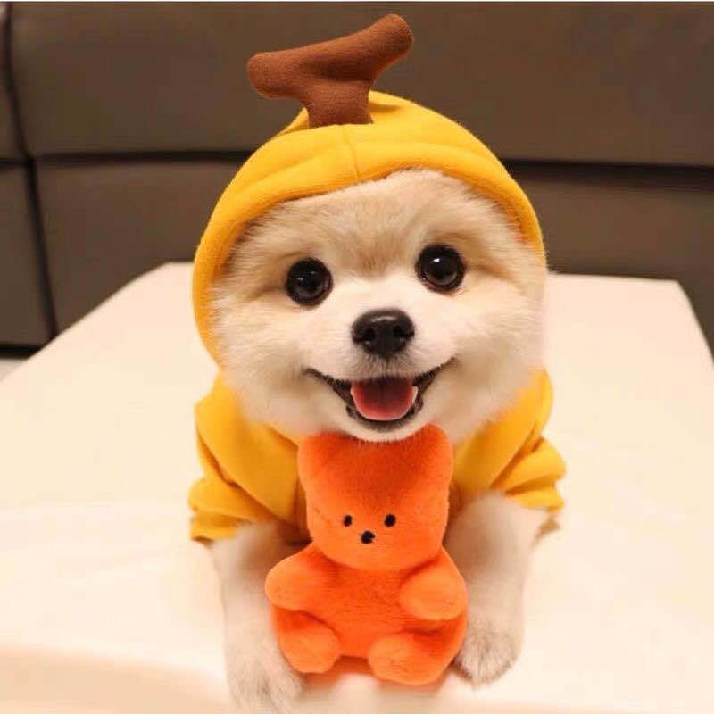 Adorable Autumn/Winter Outfit for Small Pets
