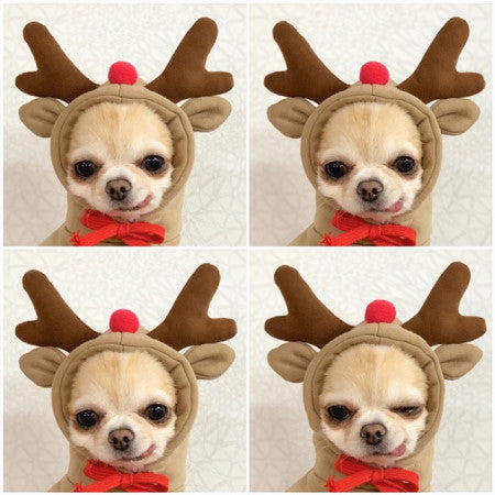 Adorable Autumn/Winter Outfit for Small Pets