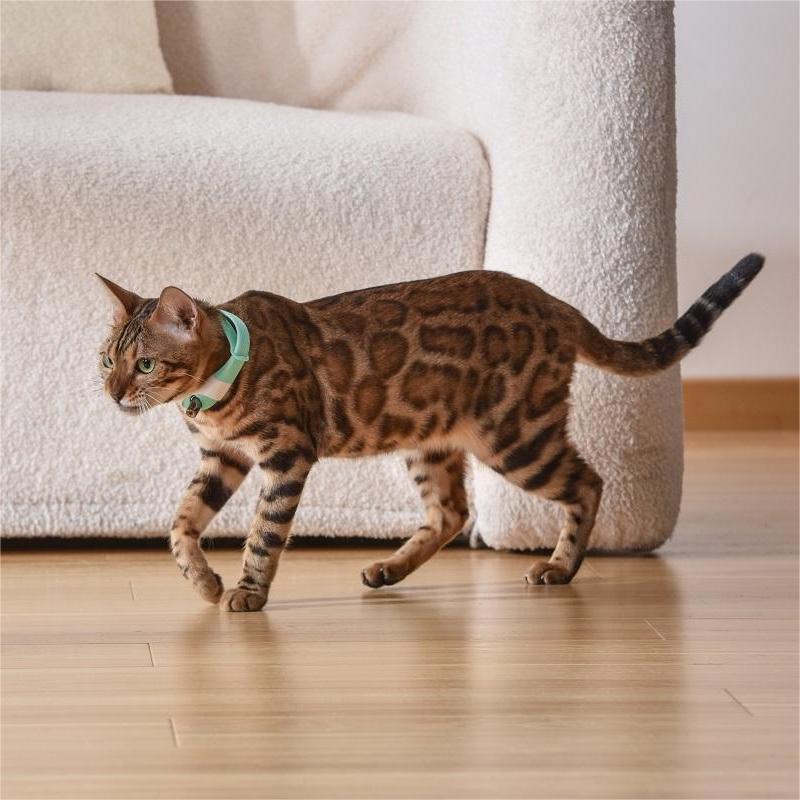 Pet Toy Laser Collar