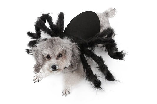 Cosplay into a unique black spider for pet