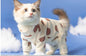 Clothes for Cats | British Shorthair Anti-Shed 4-Leg Outfit
