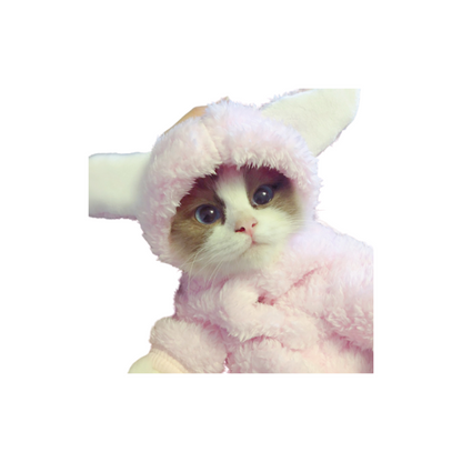 Cat clothes kitten cat cute
