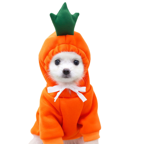Adorable Autumn/Winter Outfit for Small Pets