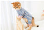 Clothes for Cats | British Shorthair Anti-Shed 4-Leg Outfit