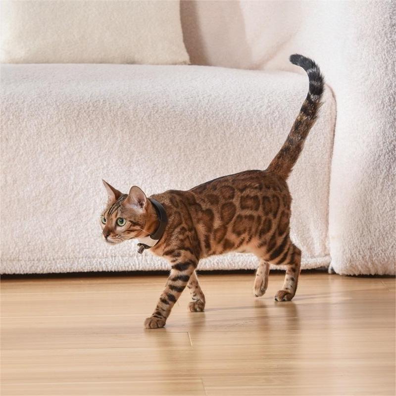 Pet Toy Laser Collar